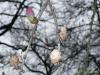 Larix decidua